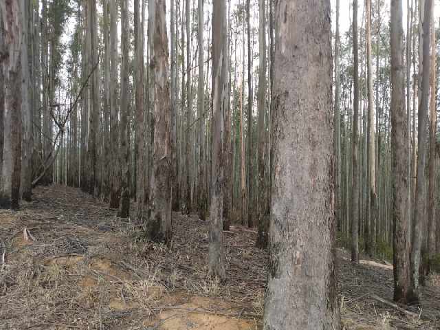 Foto 1 - Floresta de Eucalipto com 100 mil metros cbicos