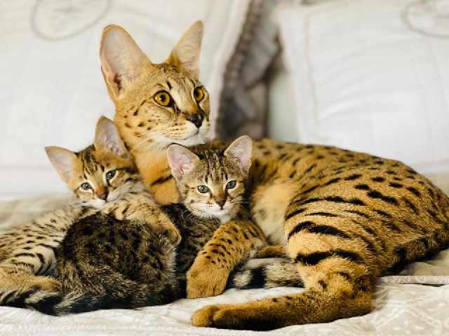 Foto 1 - Gatinhos de serval e savana disponveis